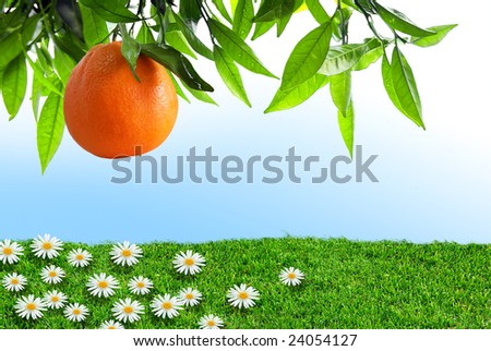 Orange-tree branch with one orange over grass field with flowers