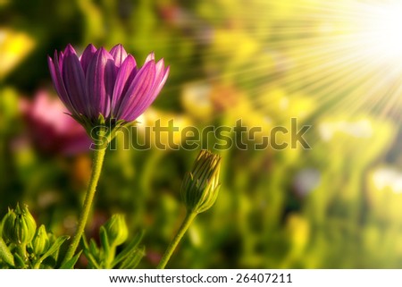 Single daisy flower in a green field under warm sunlight
