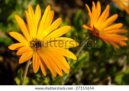 Two daisy flowers in a green field under warm sunlight