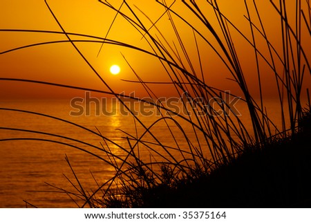 Silhouettes of wild vegetation at the sunset light