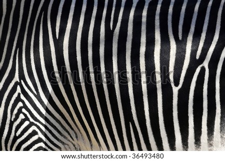 Black and white texture of zebra skin - equus grevyi