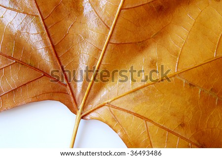 Background detail of a dry leaf in the fall over white background