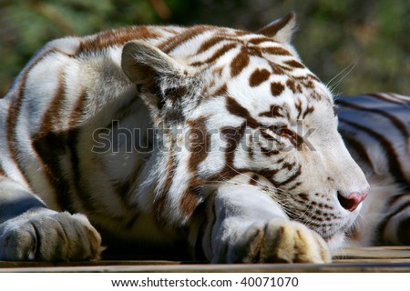 closeup of a sleepy white tiger head