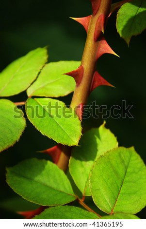Close up of a rose stem with sharp thorns and green leaves.