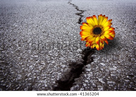 Beautiful flower growing on crack in old asphalt pavement