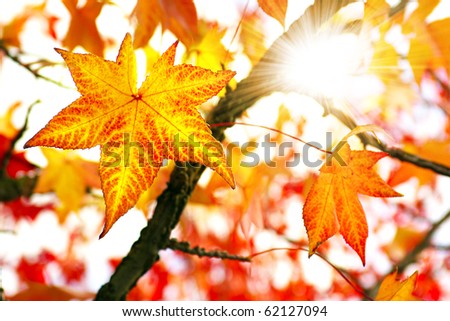Nature background of bright and colorful Fall leaves