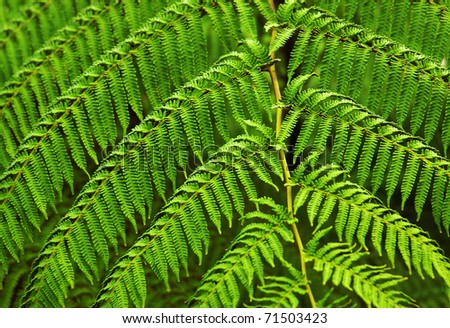 Close-up photo of green fern fronds symmetrically aligned.