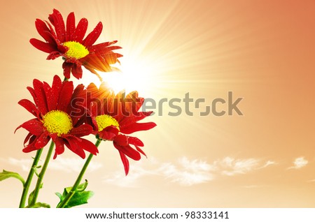 Three red flowers under the bright sun-rays and a warm sky