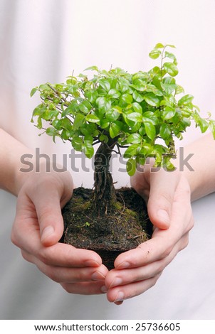 Hands holding a Bonsai tree high resolution image