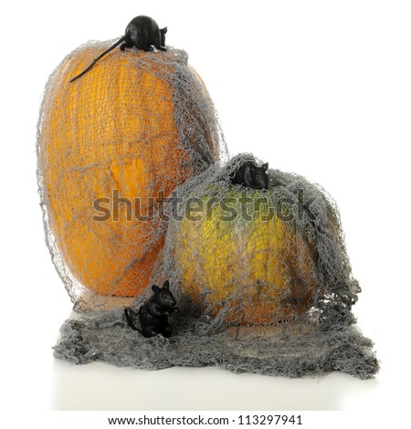 Three black mice crawling over a tattered gray rag that covers two orange pumpkins.  On a white background.