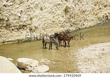Two horses and a cold standing in and drinking water from a mountain stream in rural Haiti.