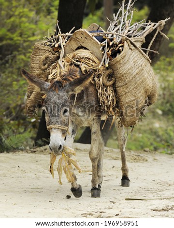 A burro eating leaves while walking a dirt trail with a large load on his back.