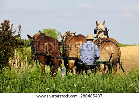 The back of an Amish man sitting on his plow seat behind three born horses on a bright spring day.