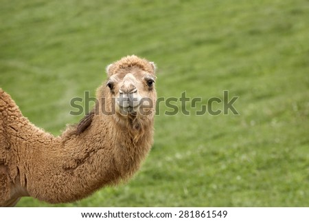 A camel\'s neck and head.  He\'s looking at the viewer over a grassy hill background with plenty of space on the right for your message.