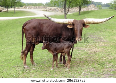 A reddish-brown watusi cow looking at the viewer as she stands with her young calf.