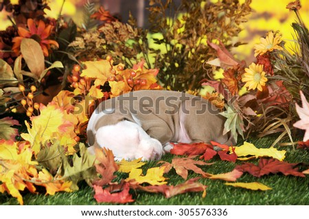 An adorable pitbull puppy napping on a lawn among colorful fall foliage.