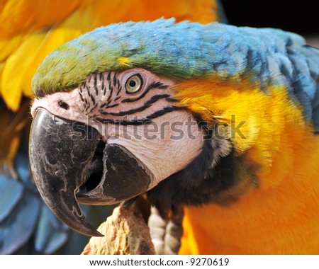 Close-up portrait of a beautiful parrot in natural lighting.  Shallow DOF with focus on eye.