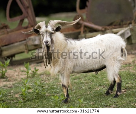 A woolly, white goat with long horns looking at the viewer, a rusty, old sawmill in the background.