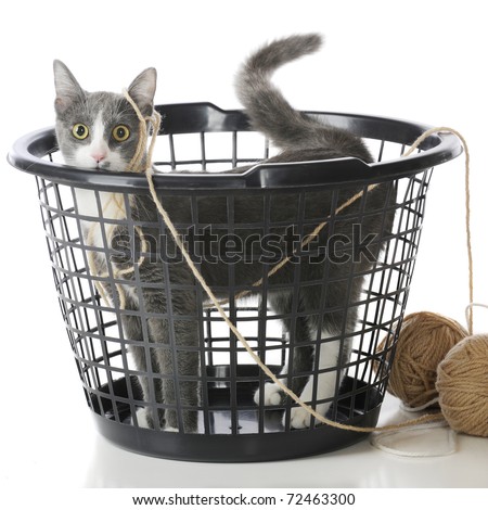 Cat In Laundry Basket. a plastic laundry basket,