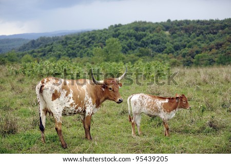 A Texas longhorn cow and her calf with rolling, green hills in the distance.