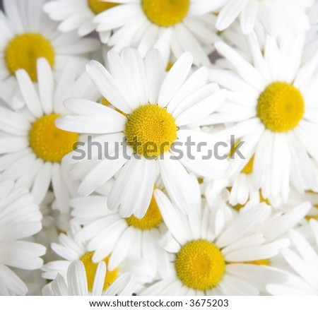 Daisies+background