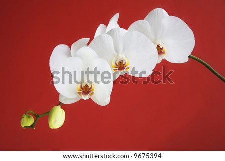 white orchid on red background