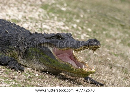 A closeup of an american alligator with mouth open