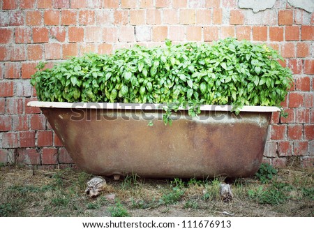 Picture of many basil inside an old bath outside with a brick wall on the background
