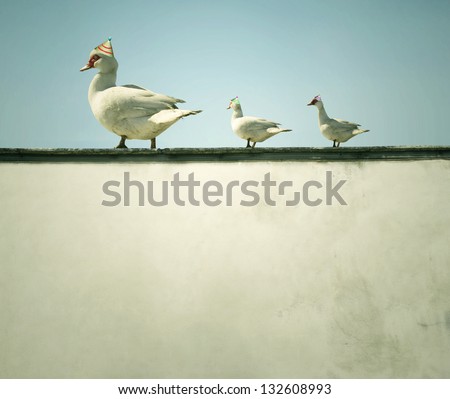 Mother duck with her two puppies walk on single file line on the ledge