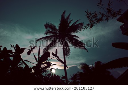 silhouette of asian exotic jungle, palms and other trees on blue sky, wild floral