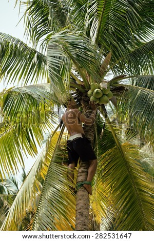 professional climber on coconut tree-gathering coconuts with rope close up