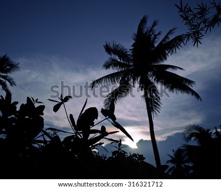 silhouette of asian exotic jungle, palms and other trees on blue sky, wild floral