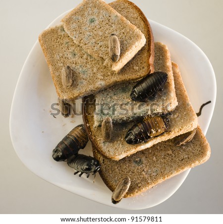 bread on dish infested with roaches and mold