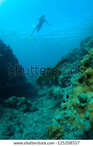 young woman swimming with a green sea turtle in the deep blue pacific ocean