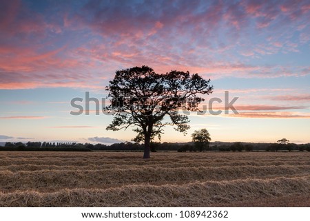 One tree field, harvest sunset