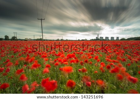 Poppy power, bright red flowers in a field (Ferrybridge, UK)