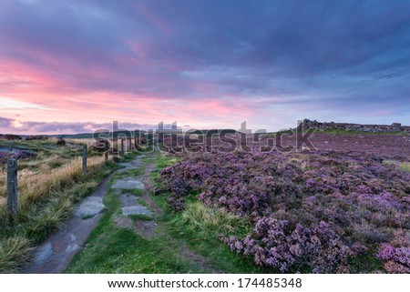 Over Owler Tor - carpet of fresh purple heather at sunset - from Millstone Edge in the Peak District near Hathersage