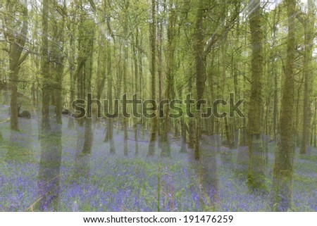 Lake District (UK) bluebell wood in the rain and mist