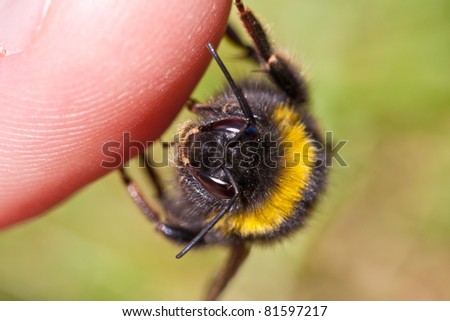 Bumble Bee close-up thumbing a lift