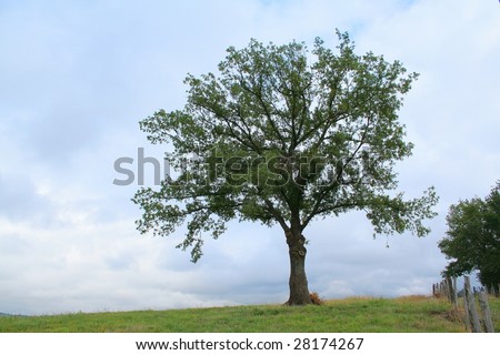 Isolated tree in a field in Aveyron, France