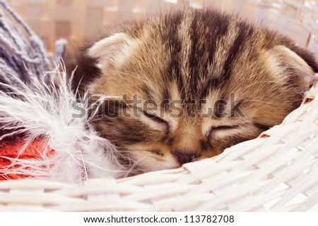 cute sleeping kitten in a basket
