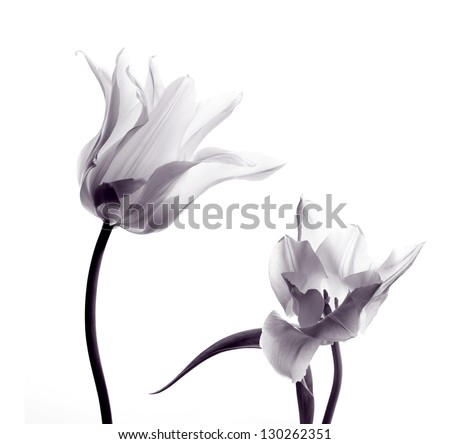 two transparent tulips in back light on white background two transparent tulips in back light on white background