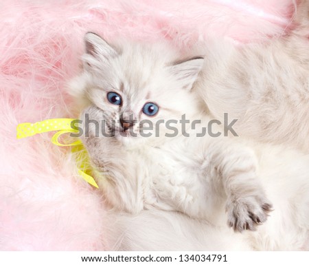 closeup portrait of a  beautiful furry kitten with blue eyes on pink furry matting