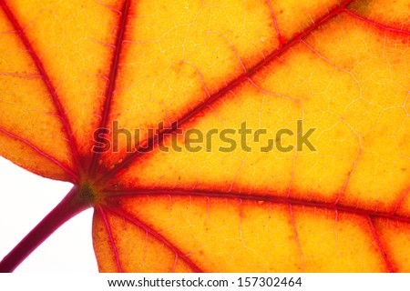 gold autumn maple leaf, closeup view of structure on white background, texture