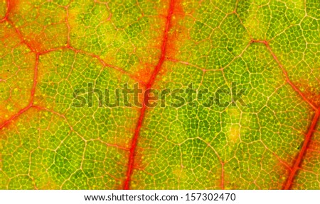 closeup view of autumn maple leaf structure, texture