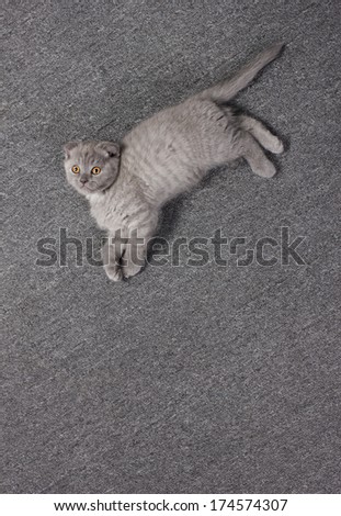 little grey british kitten playing, lying on grey far cover  and looking up