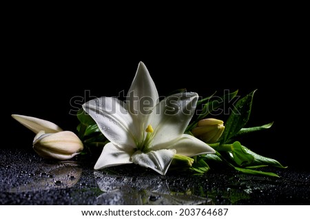 white freshness lily with buds lying  on reflection table with bright water drop on black background