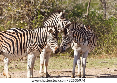 Two Zebras showing affection by rubbing noses