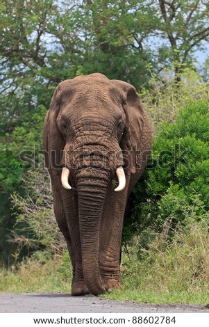 Big Bull Elephant