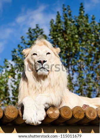 White Lion Posing on Sunny Wooden Platform Panthera Leo